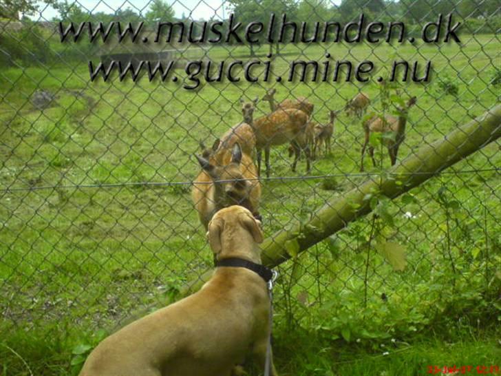 Amerikansk staffordshire terrier Gucci *Himmelhund* - *møsser* med julemanden´s trækdyr billede 1