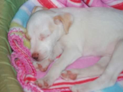 Dansk svensk gaardhund Maggie billede 1