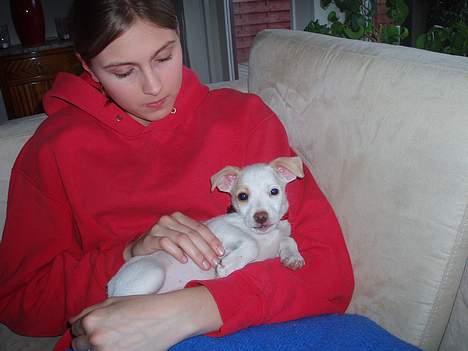 Dansk svensk gaardhund Maggie billede 2