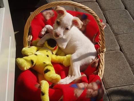 Dansk svensk gaardhund Maggie billede 3