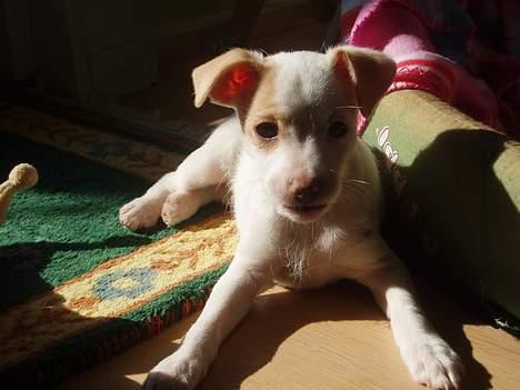 Dansk svensk gaardhund Maggie billede 4