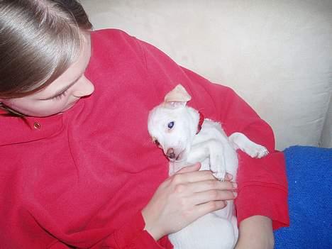 Dansk svensk gaardhund Maggie billede 5