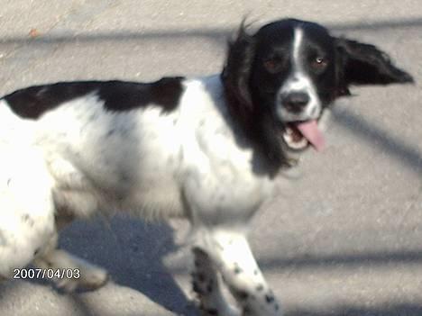 Engelsk springer spaniel Mickey - Så er det tid til at score tøzzer:) er i klar der ude?? billede 1