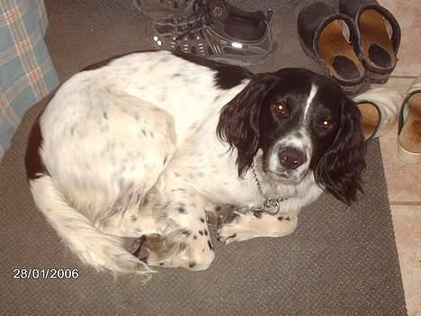 Engelsk springer spaniel Mickey - Jeg tog ikke skoene , det var dem der kom til mig:) billede 2