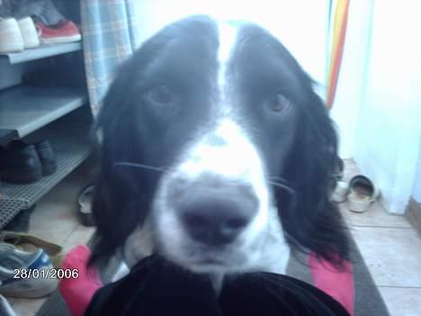 Engelsk springer spaniel Mickey - Er jeg ikk bare skøn at se på:) billede 3