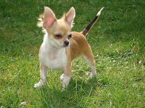 Chihuahua Nevada - Holder udkig i haven :) billede 1