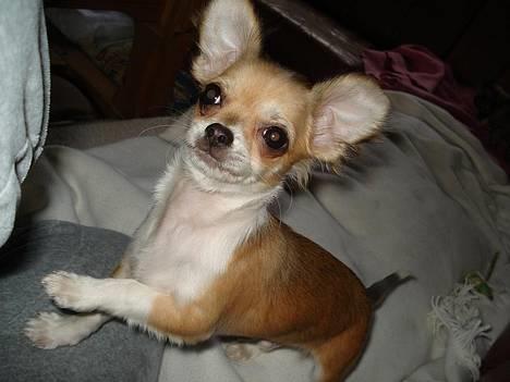 Chihuahua Nevada - Opmærksomhedskrævende NiveNiv :) billede 2