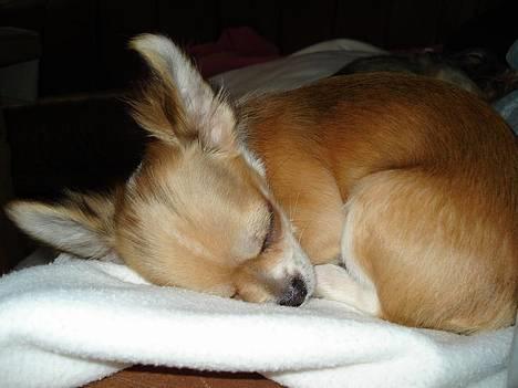 Chihuahua Nevada - Putter :) billede 3