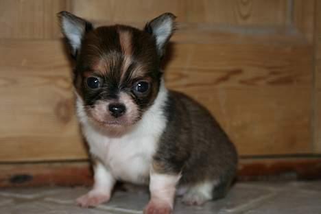 Chihuahua Nevada - Baby Nevada :) billede 4