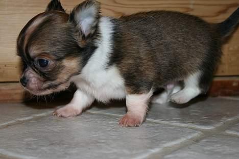 Chihuahua Nevada billede 5