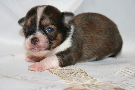 Chihuahua Nevada billede 6