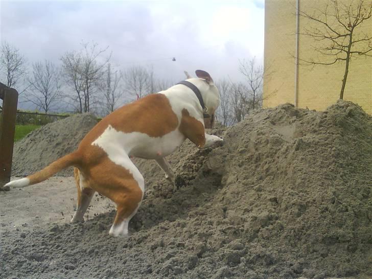 Amerikansk bulldog Kettners Ea´s Bella - ArrGhh.. billede 9