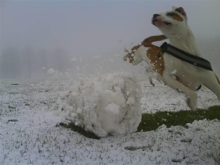 Amerikansk bulldog Kettners Ea´s Bella - Yiiihaaaa! billede 10