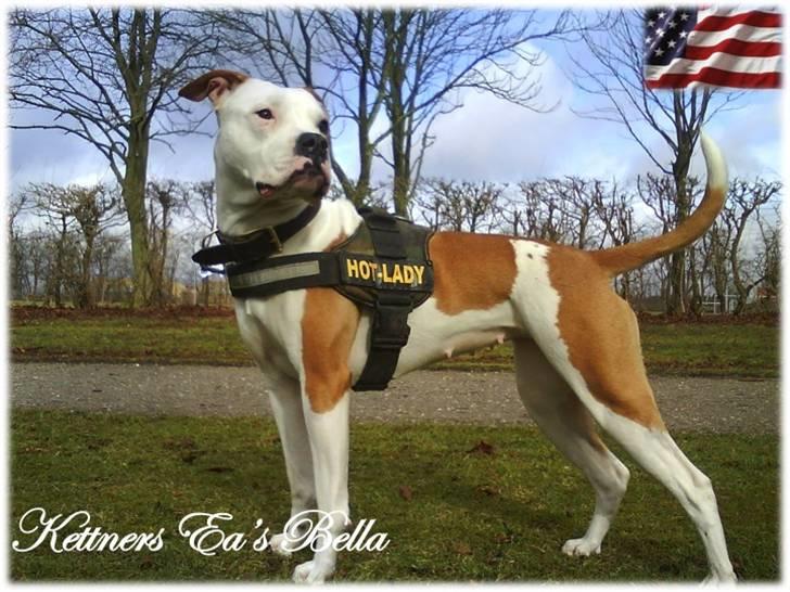 Amerikansk bulldog Kettners Ea´s Bella - ..Så blir det da ik flottere... billede 11