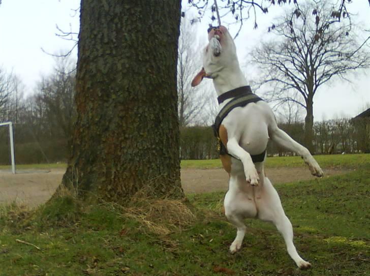 Amerikansk bulldog Kettners Ea´s Bella - Marts 09 billede 13