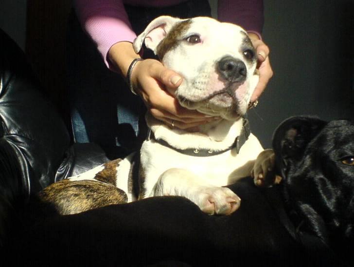 Amerikansk staffordshire terrier Chako billede 1