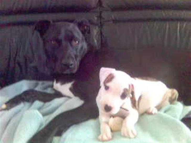 Amerikansk staffordshire terrier Chako billede 2