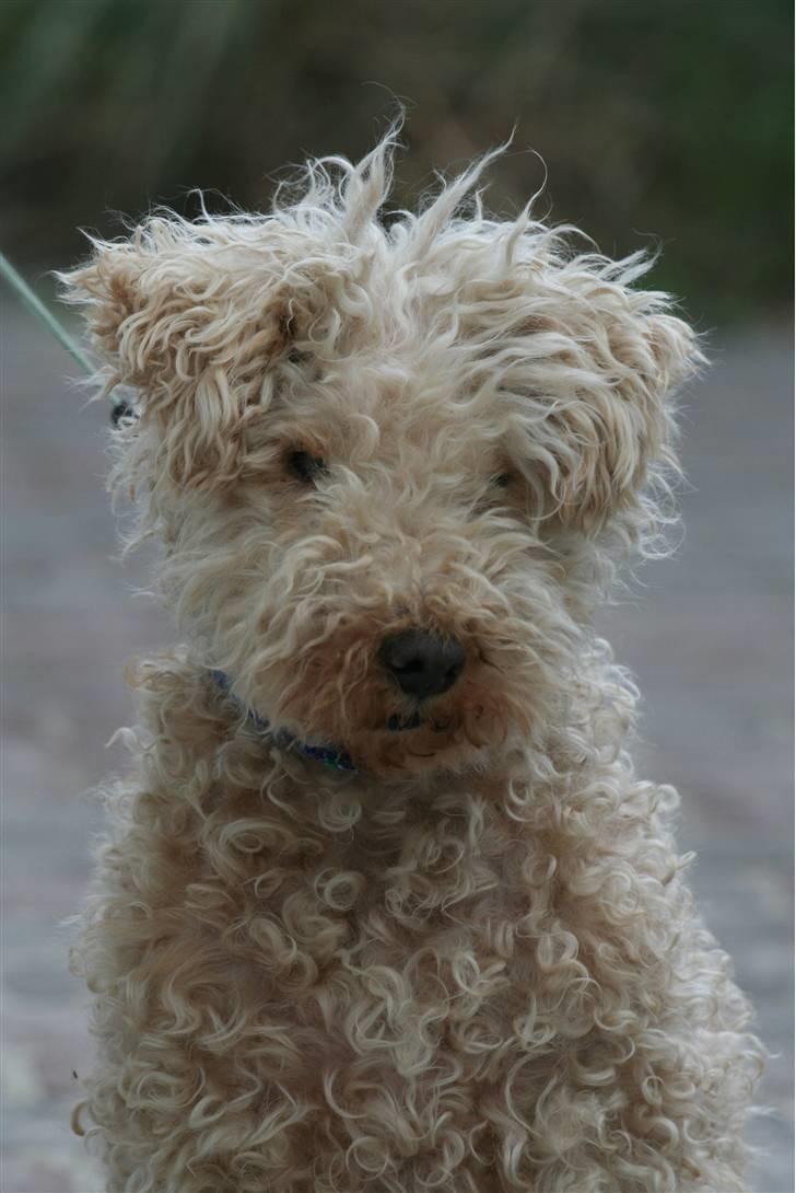 Lakeland terrier Blondie :o) <3 - Hej og vlkommen til blondie´s profil.. :o) læg en komentar og en bedømmelse, så bliver vi glade! xD Nordstrøm-Foro © billede 1