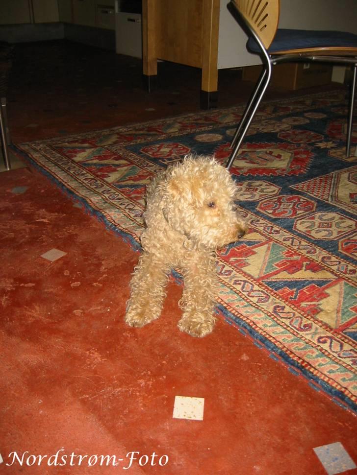 Lakeland terrier Blondie :o) <3 - "Er der noget der over?".. billede 2