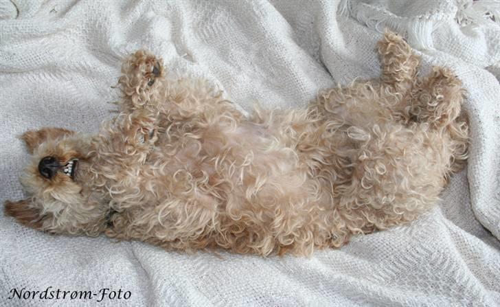 Lakeland terrier Blondie :o) <3 - IHHH, hvor hun sød!  billede 3
