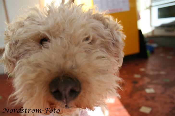 Lakeland terrier Blondie :o) <3 - Snuuuuse... :P billede 4