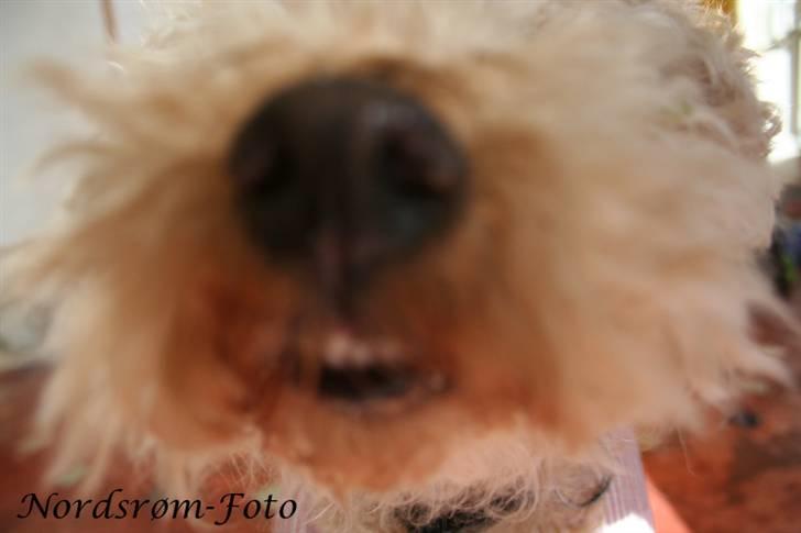 Lakeland terrier Blondie :o) <3 - MMMHH.. kameraet lugter godt..  billede 5