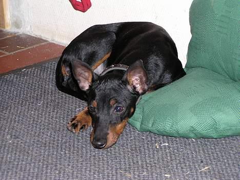Engelsk toy terrier Fifi Gong Gong    - Endnu et billede af Fifi taget af hendes tidligere ejer.. Her tager hun sig lige en slapper billede 2
