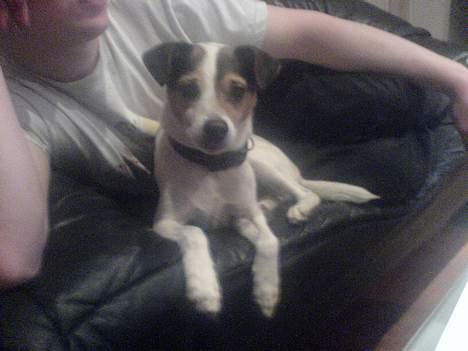 Dansk svensk gaardhund Anthon billede 1