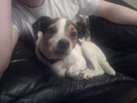 Dansk svensk gaardhund Anthon billede 2