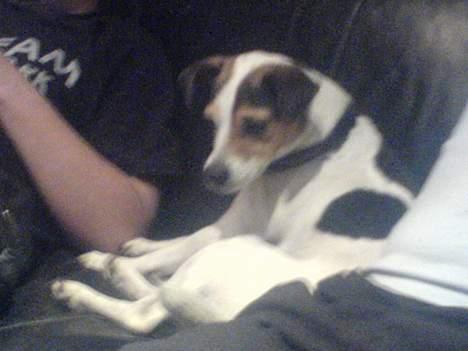 Dansk svensk gaardhund Anthon billede 3