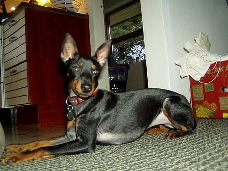 Engelsk toy terrier Fifi Gong Gong    - VAKS og vågen.. taget af hendes tidligere ejer billede 3