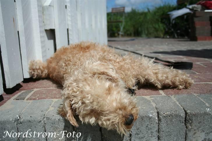 Lakeland terrier Blondie :o) <3 - Noni (hendes kælenavn) tager lige en slapper..  billede 6
