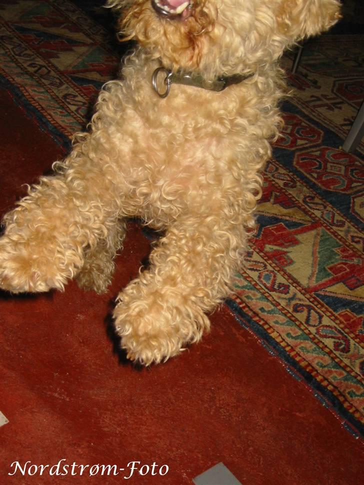 Lakeland terrier Blondie :o) <3 - "Jeg vil godt lege".. :o) billede 7