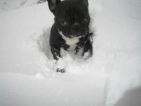 Fransk bulldog Axel - Sne er det sjoveste =) billede 8