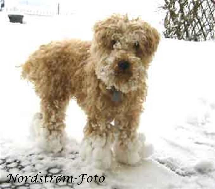 Lakeland terrier Blondie :o) <3 - Noni med Moon boots (staves?).. " Jeg fryser lidt om tæerne" billede 8
