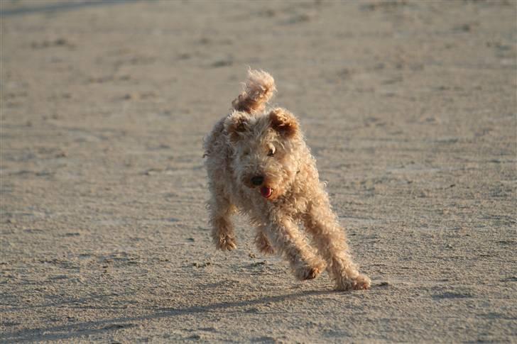 Lakeland terrier Blondie :o) <3 - Nordstrøm-Foto © billede 9
