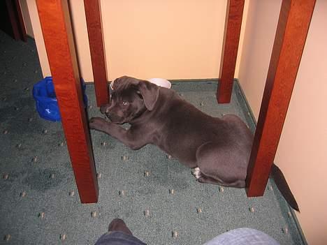 Cane corso Rip 27-12-2010 Medusa  - på et polsk hotel da vi sad fast på grænsen billede 2