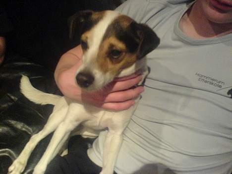 Dansk svensk gaardhund Anthon billede 4