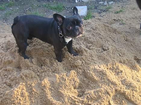 Fransk bulldog Axel - Står jeg i vejen??? billede 10