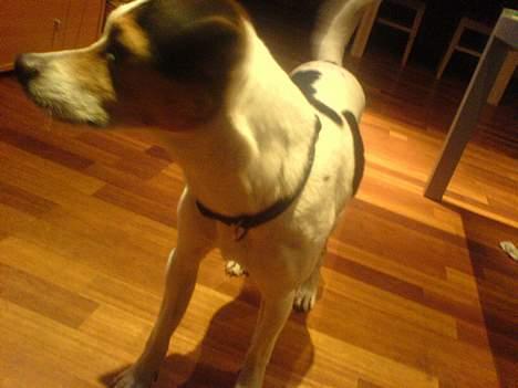 Dansk svensk gaardhund Anthon billede 5