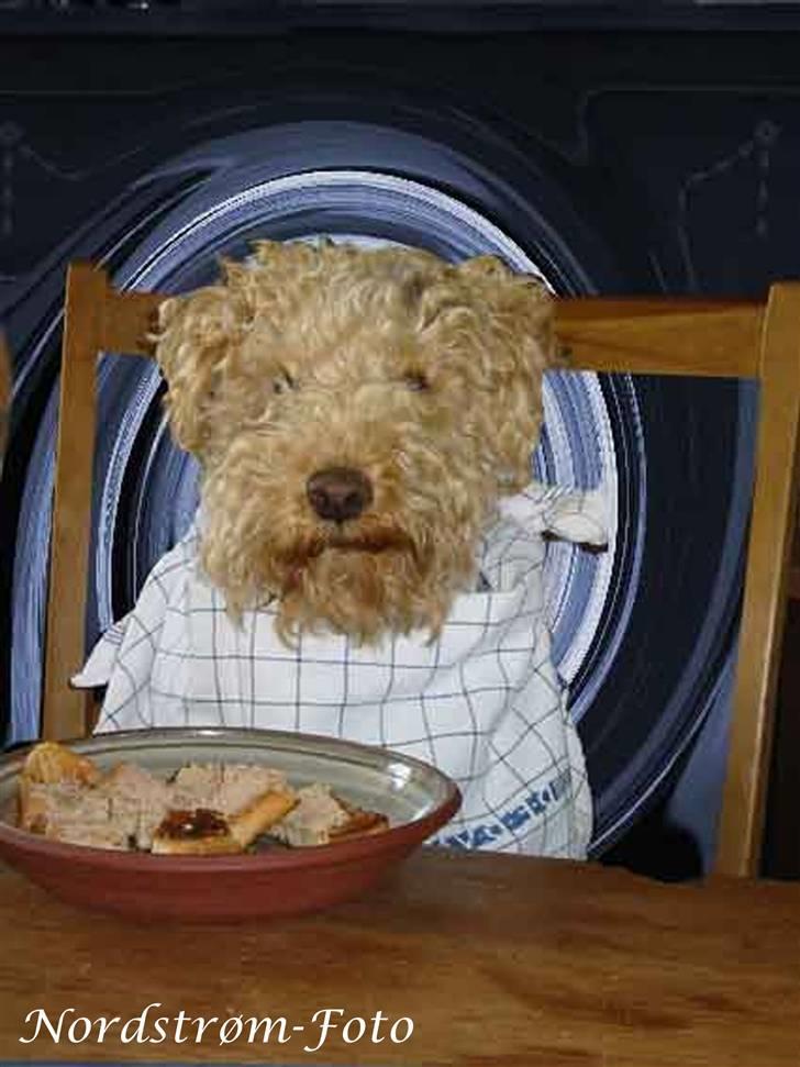 Lakeland terrier Blondie :o) <3 - "Kunne man få lidt mere sovs?".. xD billede 10