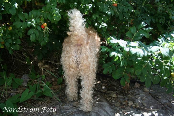 Lakeland terrier Blondie :o) <3 - Noni hvad skal du der ind efter?.. nåå hvor er hun sød.. :D billede 11
