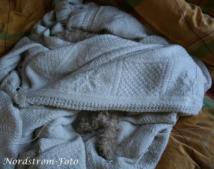 Lakeland terrier Blondie :o) <3 - Hvor blev hun af? billede 12