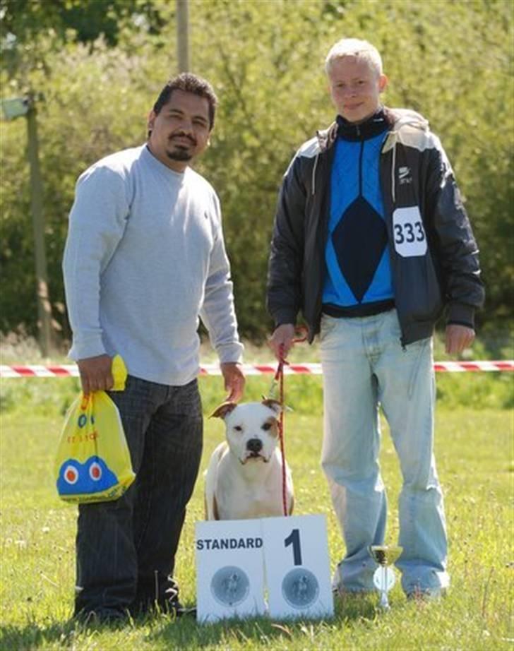 Amerikansk bulldog Kettners Ea´s Bella - Amerikan Bulldog show 23 Maj 09 billede 14