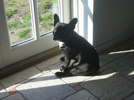 Fransk bulldog Axel - Ihh mor, se det dejlige vejr... Gider du godt åbne den dør?? billede 12