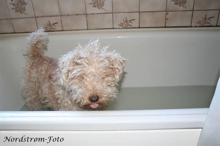 Lakeland terrier Blondie :o) <3 - I bad, hun kan ikke særligt godt lide vand!. hih billede 13