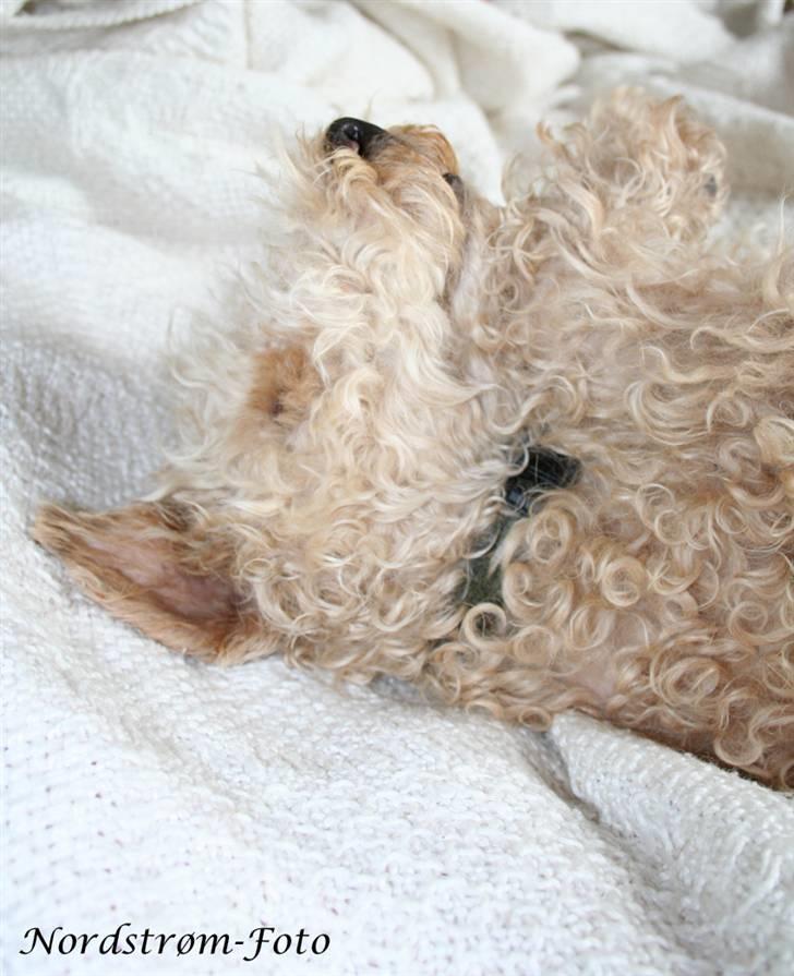 Lakeland terrier Blondie :o) <3 - Verden mest nuttede lille hund! :D <33 billede 14