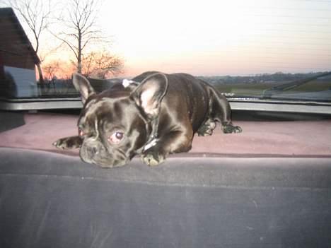 Fransk bulldog Axel - mmm på vej hjem fra stranden, på ynglingspladsen =) billede 13