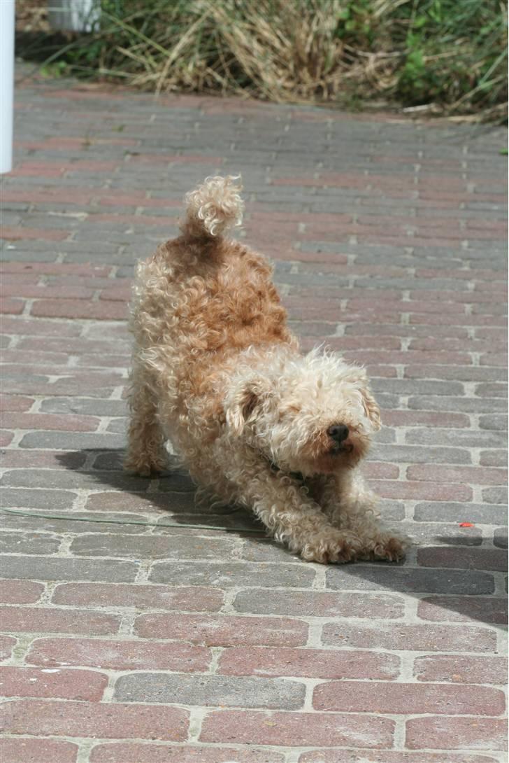 Lakeland terrier Blondie :o) <3 - Nordstrøm-Foto © billede 15