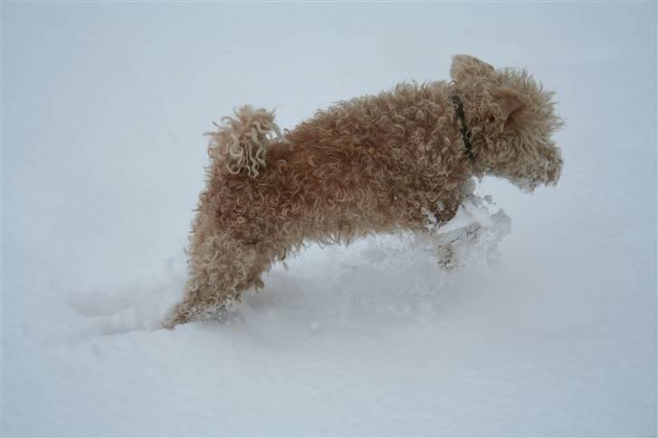 Lakeland terrier Blondie :o) <3 - Nordstrøm-Foto © billede 16